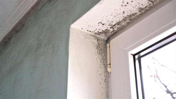 Attic Mold Removal in Alamo Heights, TX