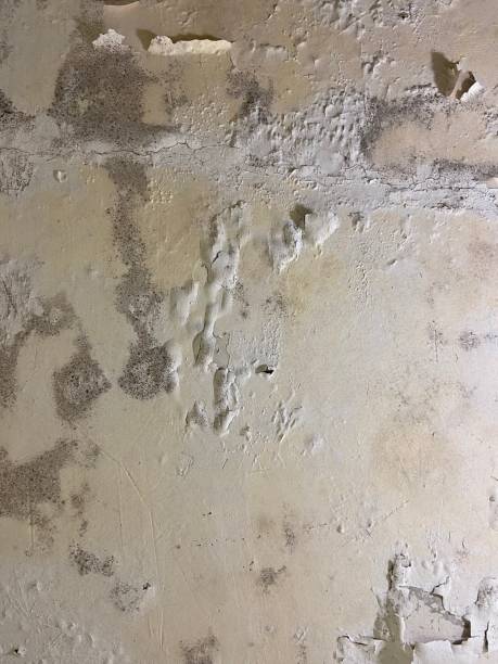Mold Testing and Removal in Alamo Heights, TX