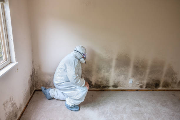 Best Local Mold Removal Service  in Alamo Heights, TX