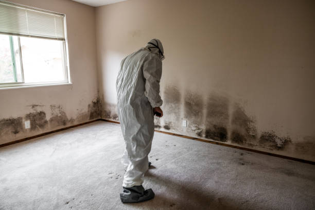 Best Commercial Mold Removal  in Alamo Heights, TX